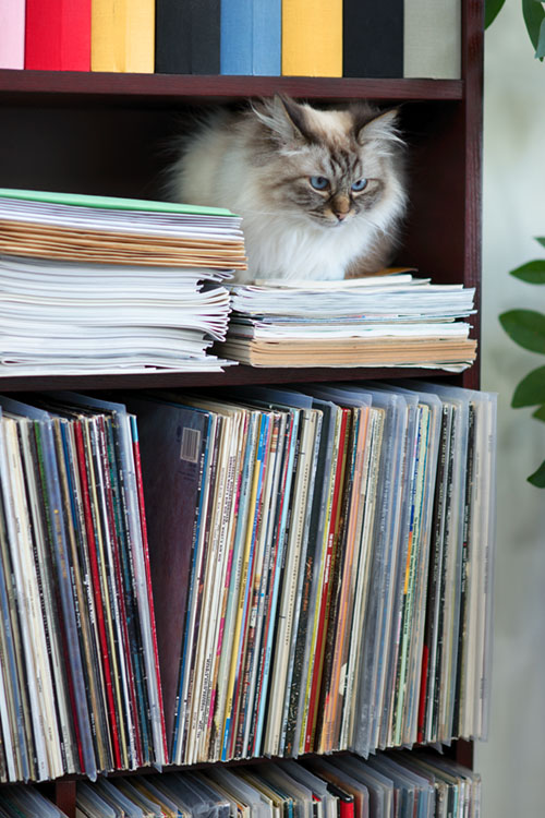 vinylkatt1.jpg
